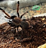 Magazoo Thai silver grey earth tiger tarantula 1'' /Ornithoctonus costalis
