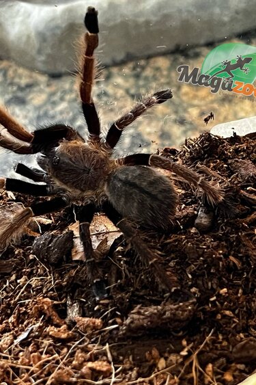 Magazoo Thai silver grey earth tiger tarantula 1'' /Ornithoctonus costalis