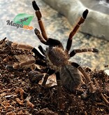 Magazoo Thai silver grey earth tiger tarantula 1'' /Ornithoctonus costalis
