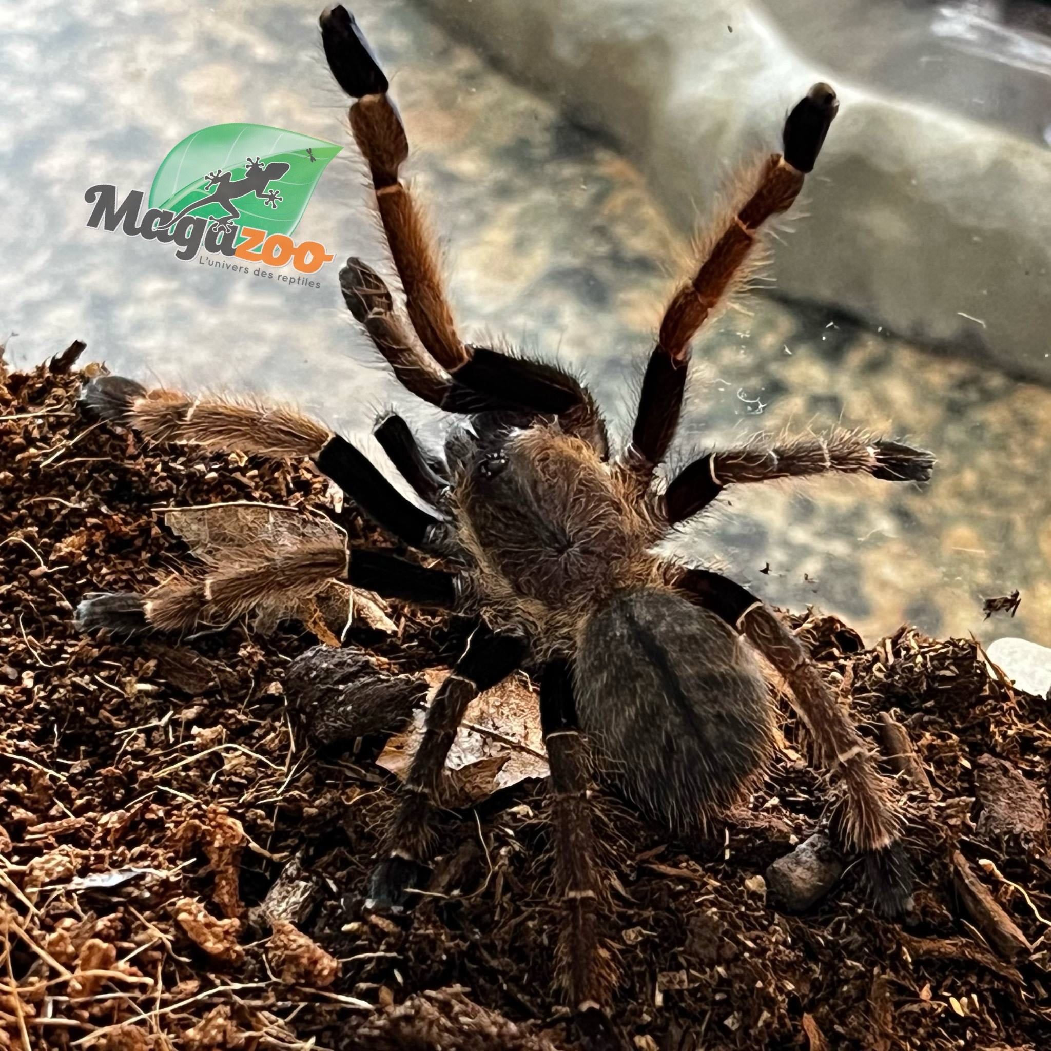 Magazoo Mygale thailandaise argentée 1'' /Ornithoctonus costalis