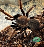 Magazoo Thai silver grey earth tiger tarantula 1'' /Ornithoctonus costalis