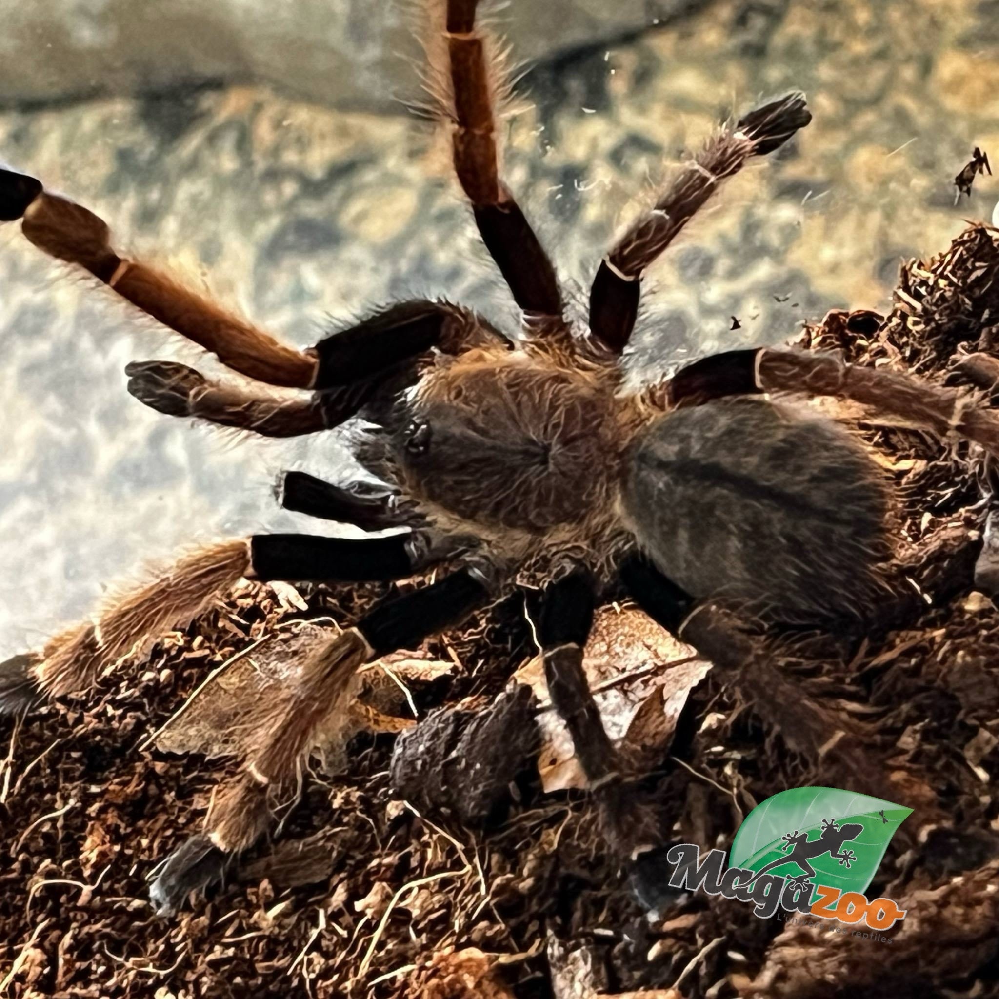 Magazoo Mygale thailandaise argentée 1'' /Ornithoctonus costalis