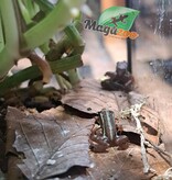 Magazoo Phantasmal Poison Frog (Epipedobates Tricolor) Santa Isabella