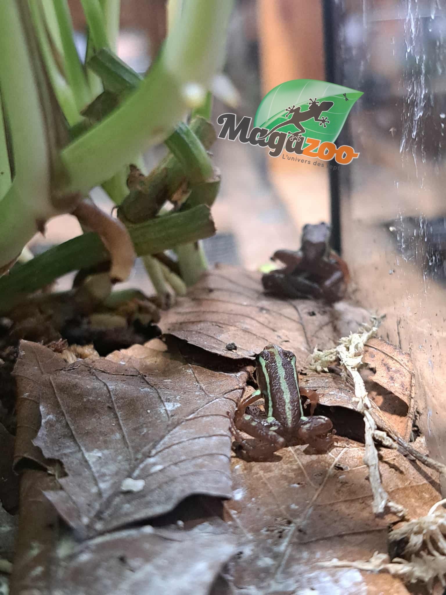 Magazoo Phantasmal Poison Frog (Epipedobates Tricolor) Santa Isabella