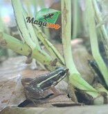 Magazoo Phantasmal Poison Frog (Epipedobates Tricolor) Santa Isabella