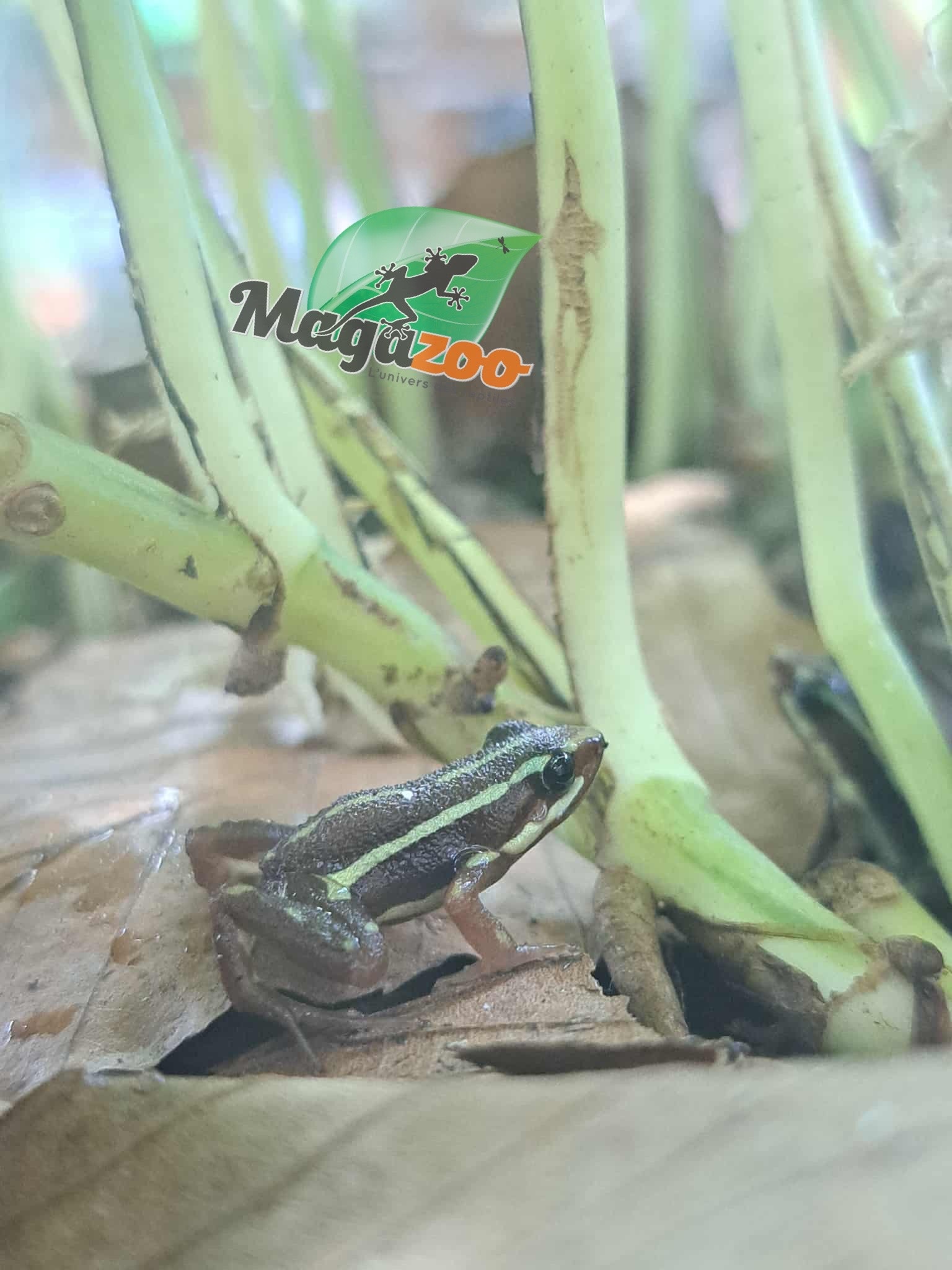 Magazoo Phantasmal Poison Frog (Epipedobates Tricolor) Santa Isabella