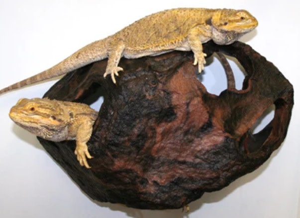 Pet-Tekk PET-TEKK Refuge