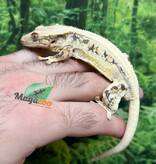 Magazoo Gecko à Crête Lilly White Mâle #3