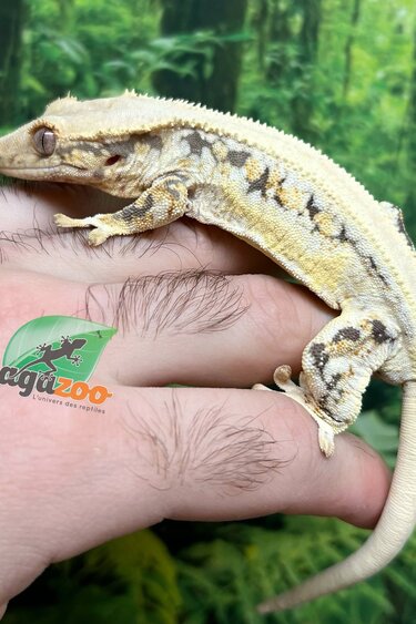 Magazoo Male Lilly White Crested gecko #3