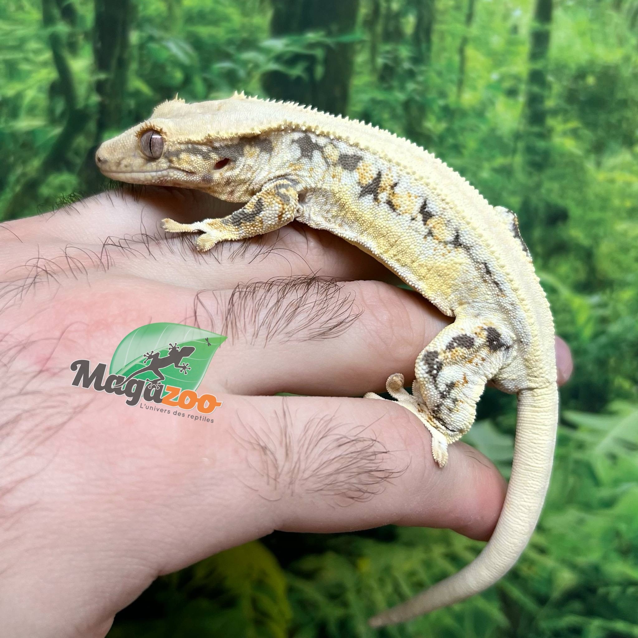 Magazoo Male Lilly White Crested gecko #3