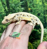 Magazoo Male Lilly White Crested gecko #3