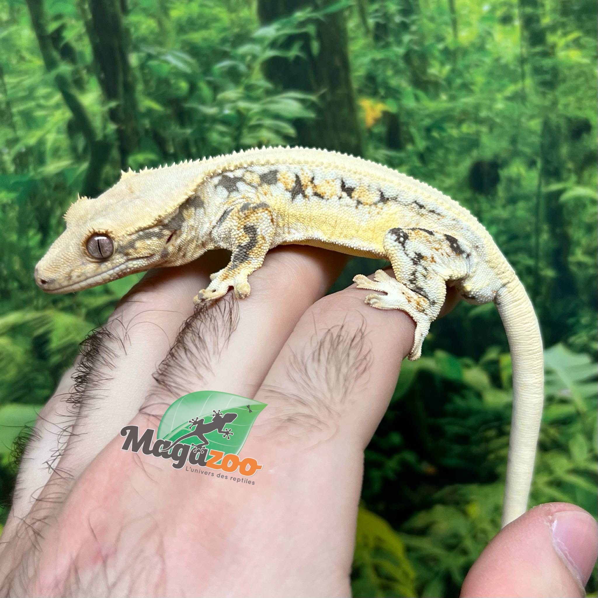 Magazoo Gecko à Crête Lilly White Mâle #3