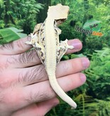 Magazoo Male Lilly White Crested gecko #3