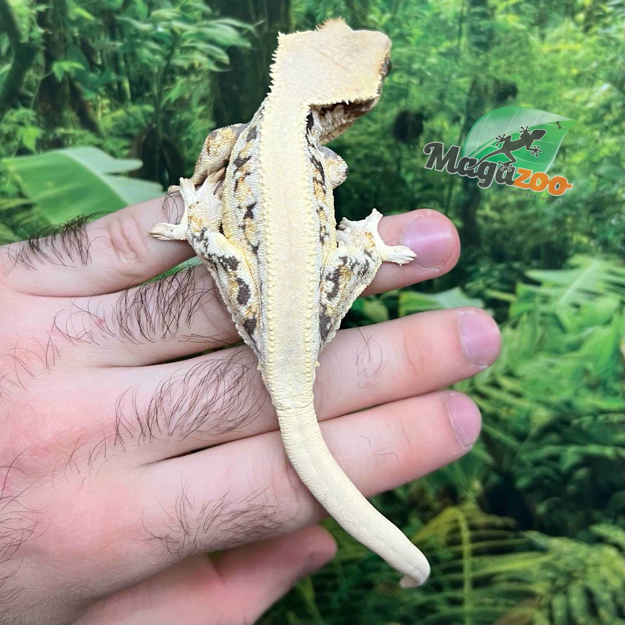 Magazoo Male Lilly White Crested gecko #3