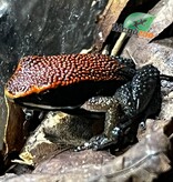 Magazoo Zaparo’s Poison Frog (Allobates zaparo)