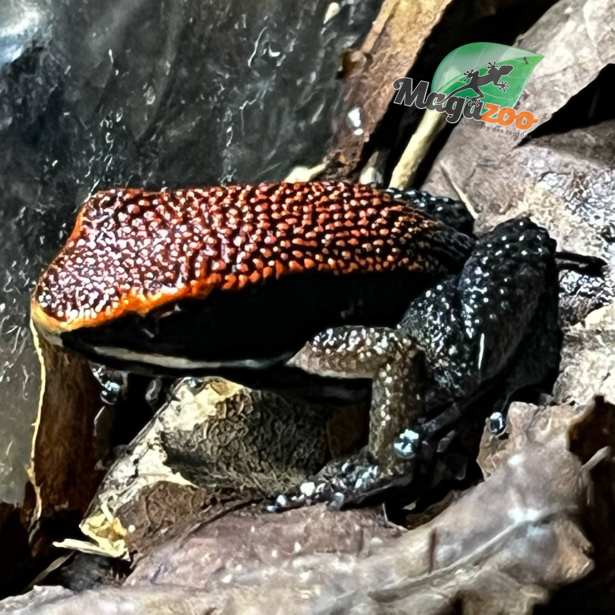 Magazoo Zaparo’s Poison Frog (Allobates zaparo)