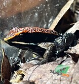 Magazoo Grenouilles poison de Zaparo (Allobates zaparo)