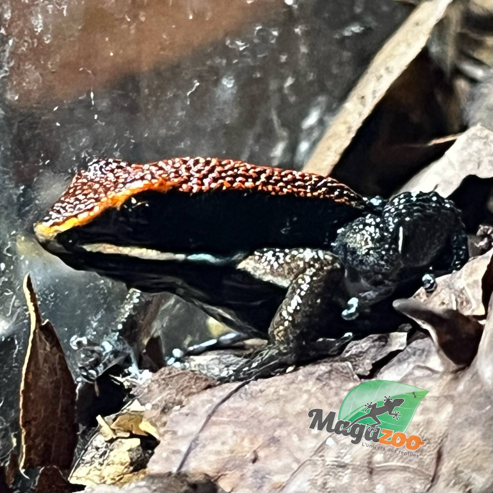 Magazoo Zaparo’s Poison Frog (Allobates zaparo)