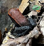 Magazoo Zaparo’s Poison Frog (Allobates zaparo)