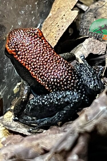 Magazoo Grenouilles poison de Zaparo (Allobates zaparo)