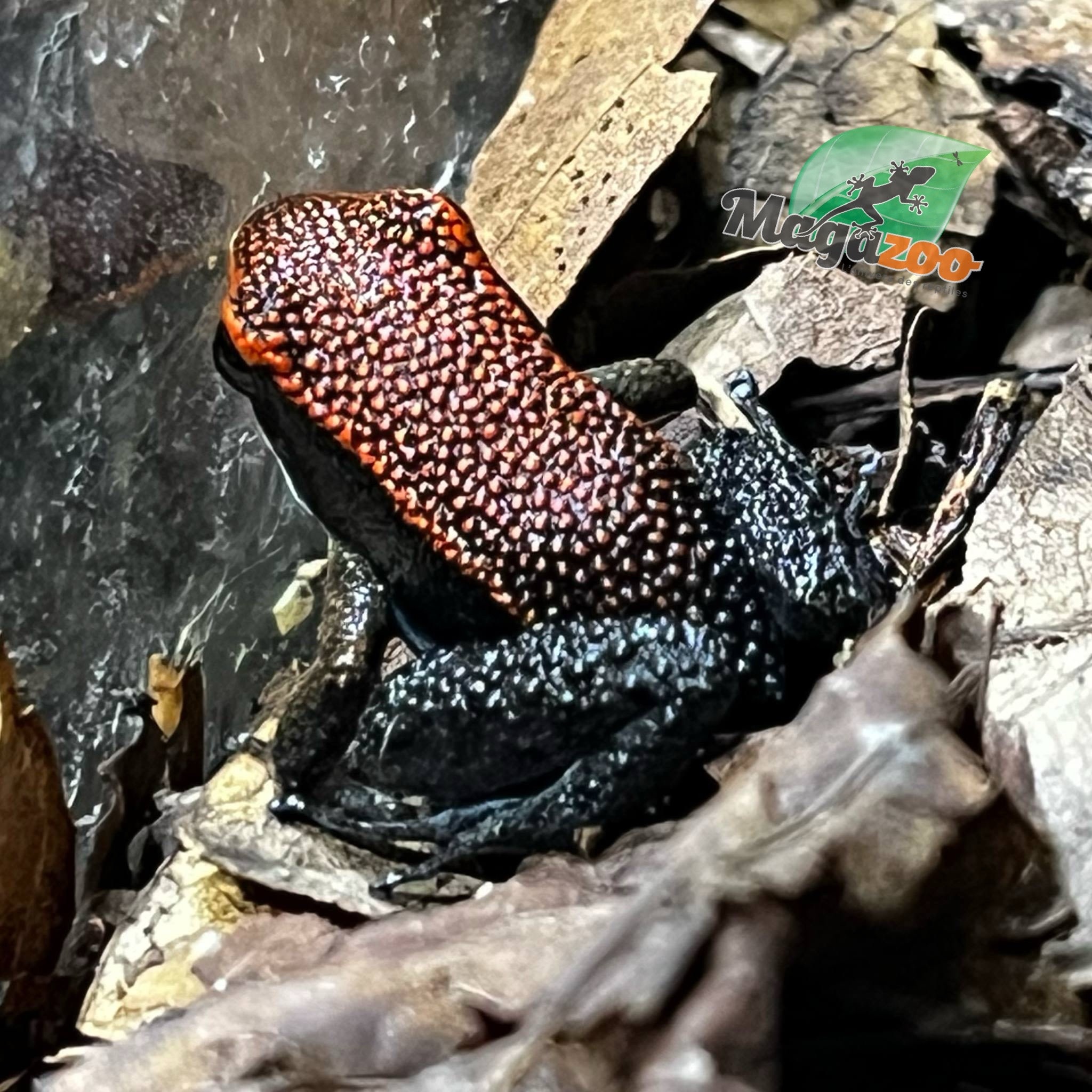 Magazoo Zaparo’s Poison Frog (Allobates zaparo)