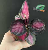 Magazoo Plante Calathea Roseopicta 'Purple Rose' - 6 cm