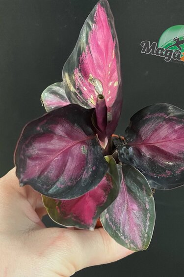 Magazoo Calathea Roseopicta Plant 'Purple Rose' - 6 cm