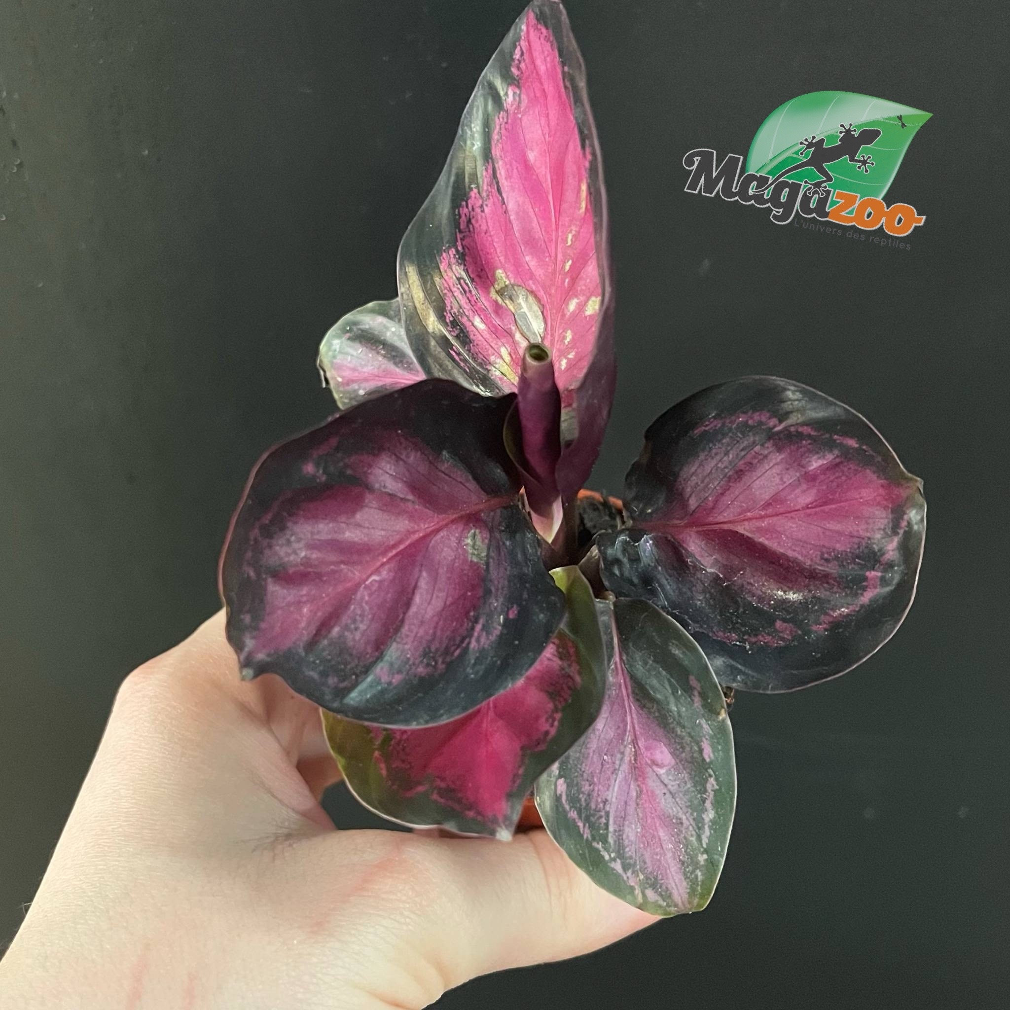 Magazoo Plante Calathea Roseopicta 'Purple Rose' - 6 cm