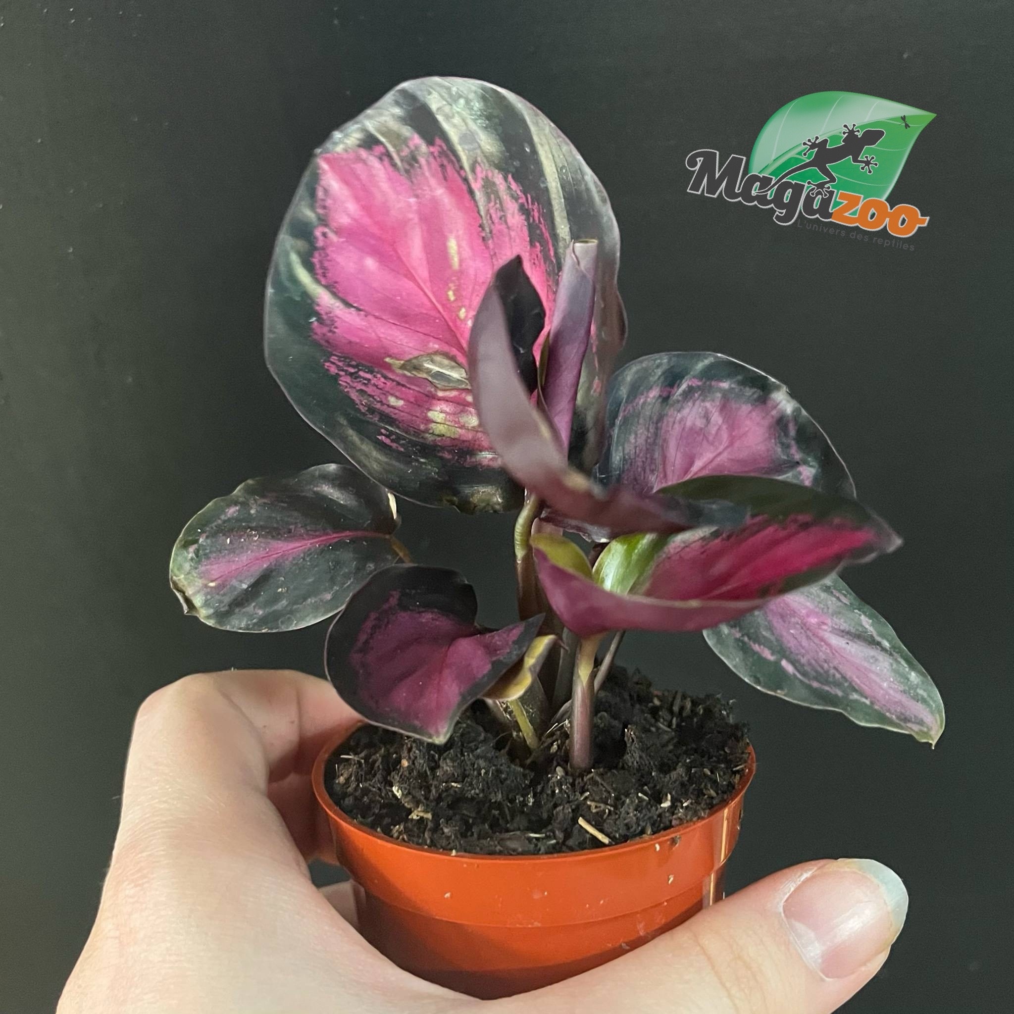 Magazoo Plante Calathea Roseopicta 'Purple Rose' - 6 cm