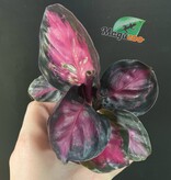 Magazoo Plante Calathea Roseopicta 'Purple Rose' - 6 cm