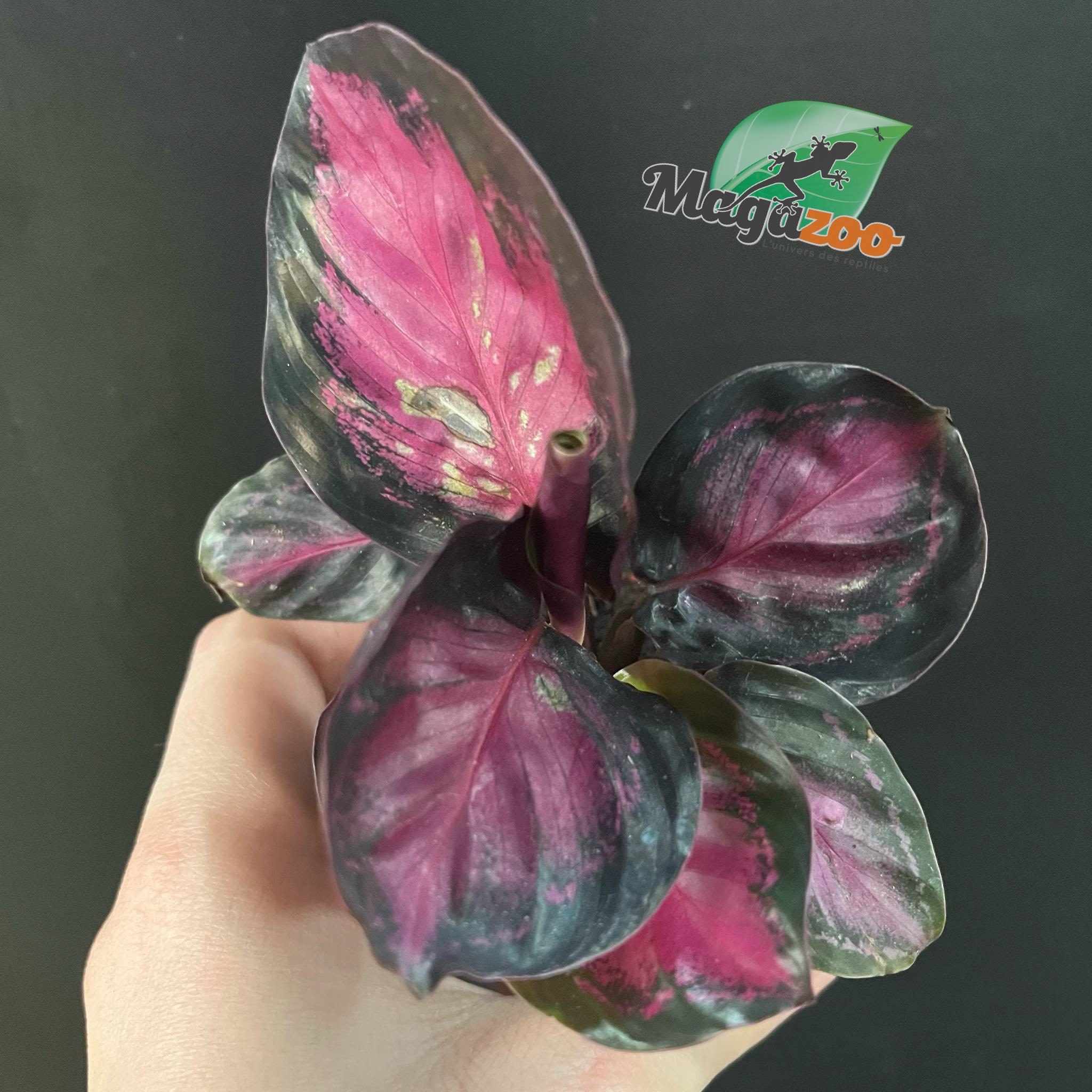 Magazoo Plante Calathea Roseopicta 'Purple Rose' - 6 cm