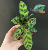 Magazoo Calathea Lancifolia  Plant 'Rattlesnake' - 6 cm