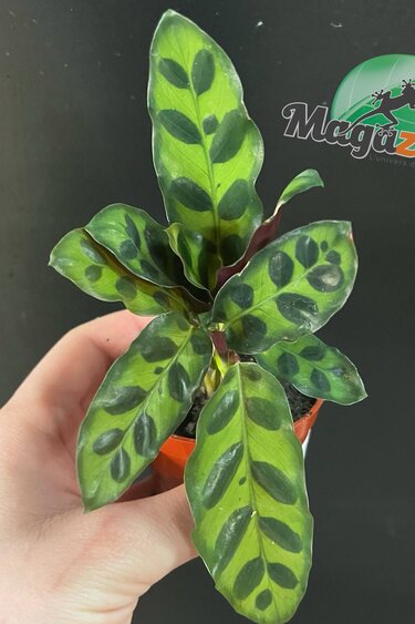 Magazoo Calathea Lancifolia  Plant 'Rattlesnake' - 6 cm