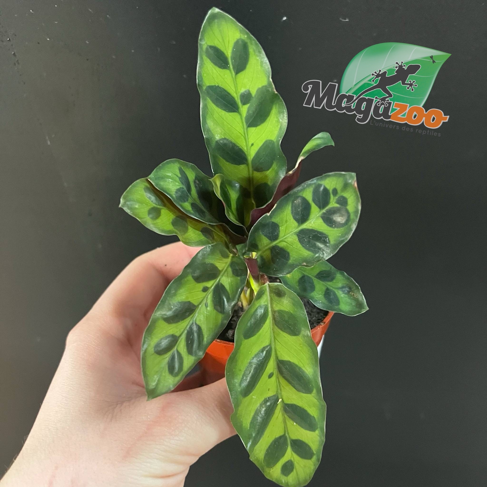 Magazoo Calathea Lancifolia  Plant 'Rattlesnake' - 6 cm