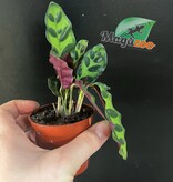 Magazoo Plante Calathea Lancifolia 'Rattlesnake' - 6 cm