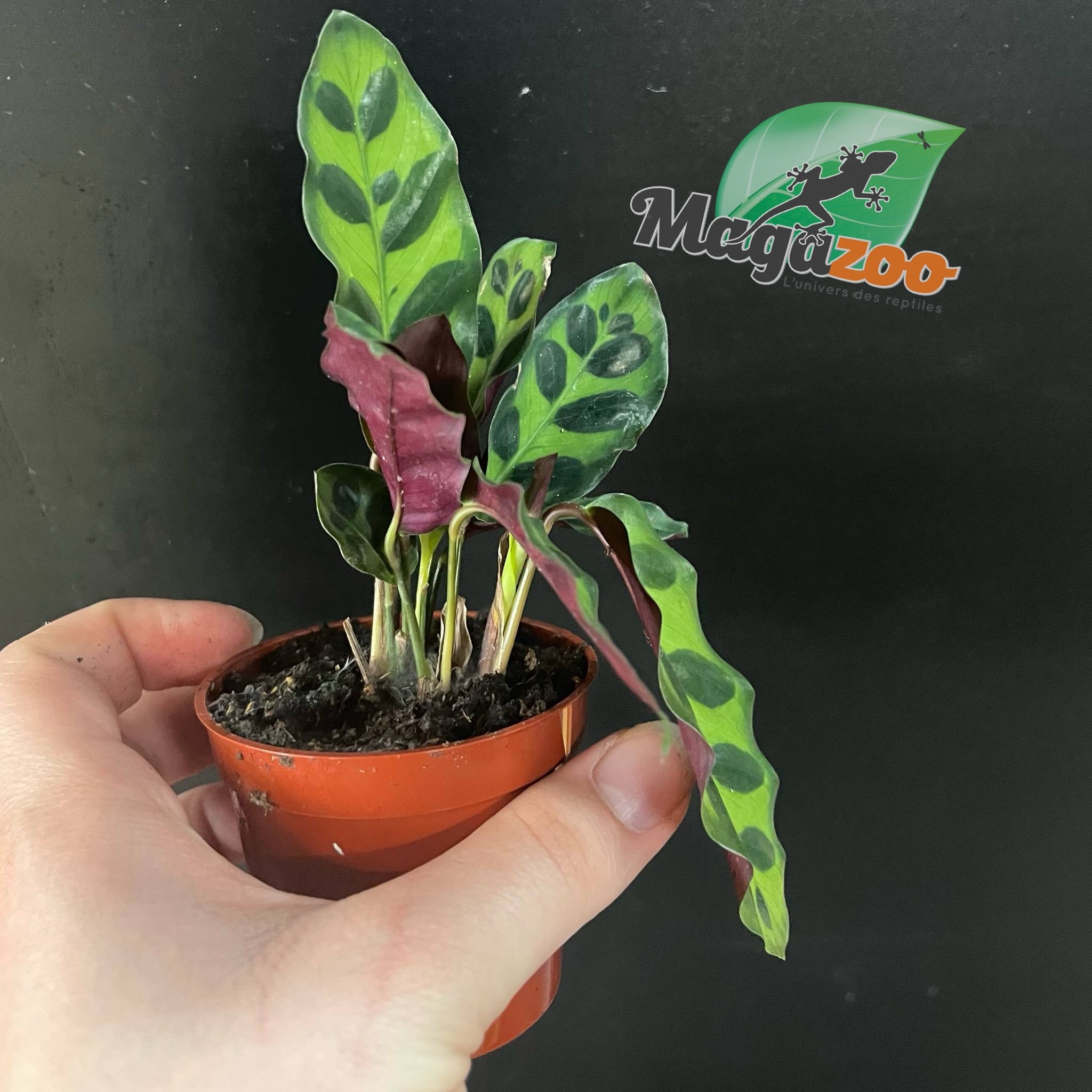 Magazoo Plante Calathea Lancifolia 'Rattlesnake' - 6 cm