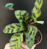 Magazoo Calathea Lancifolia  Plant 'Rattlesnake' - 6 cm