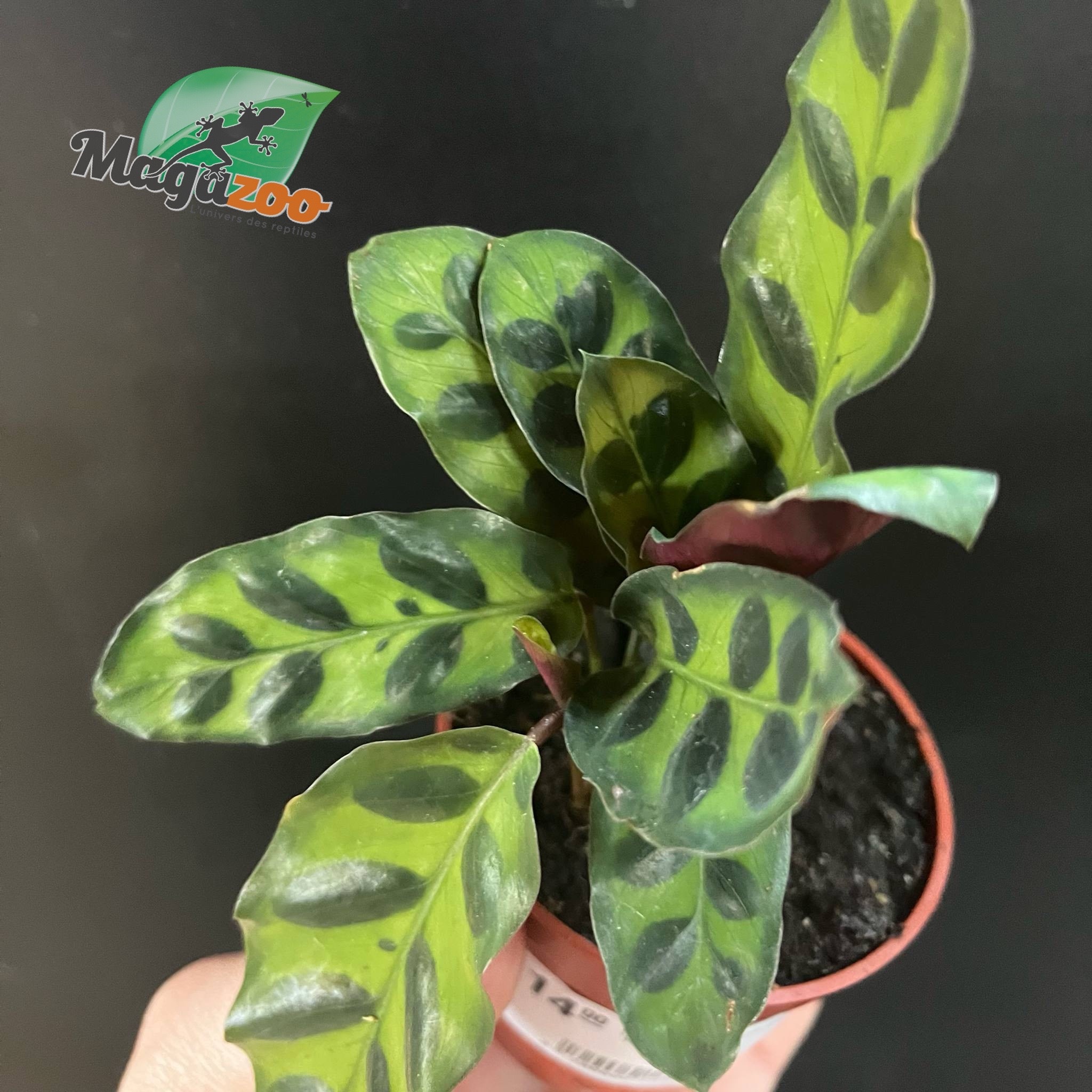 Magazoo Plante Calathea Lancifolia 'Rattlesnake' - 6 cm