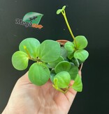 Magazoo Peperomia Plant 'Hope' | Pourpier des Bois - 6 cm