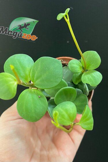 Magazoo Peperomia Plant 'Hope' | Pourpier des Bois - 6 cm