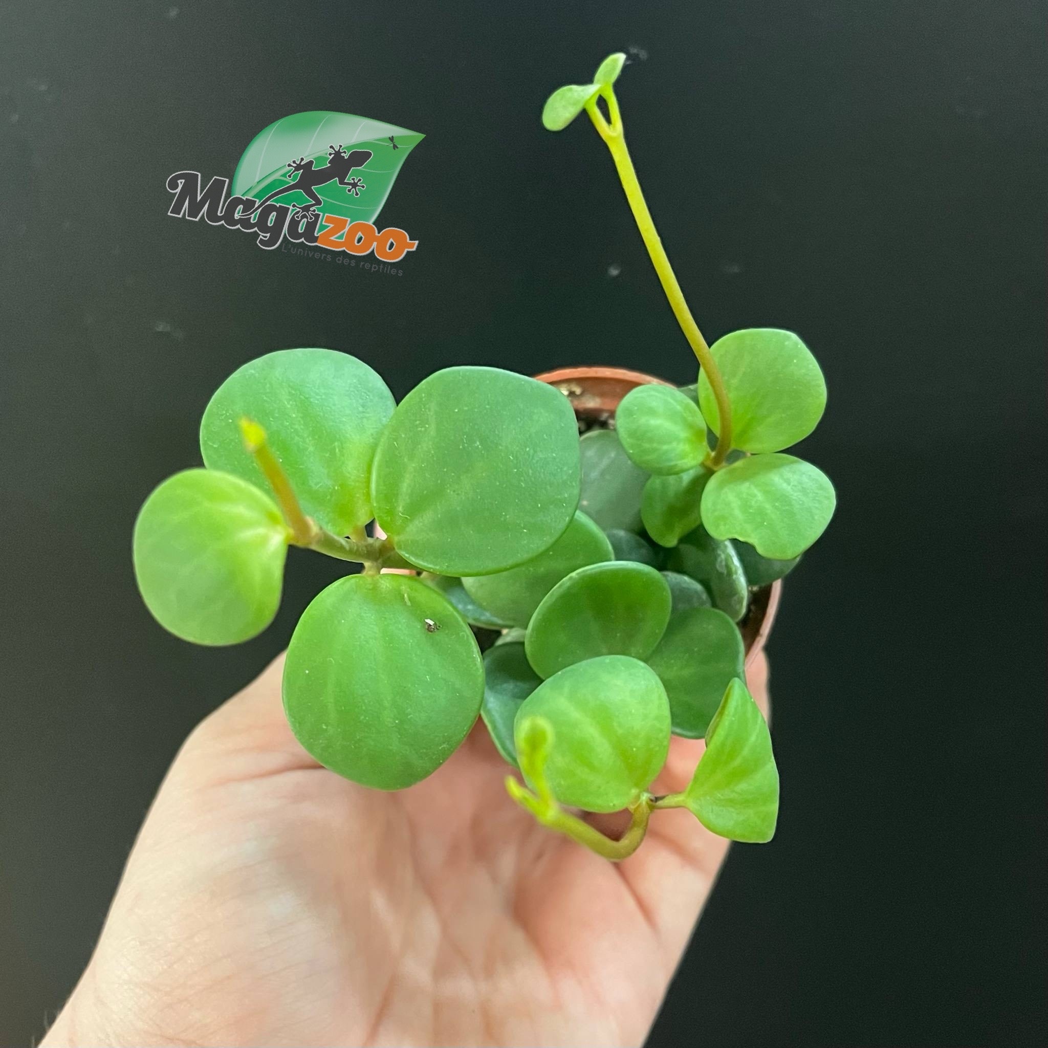 Magazoo Plante Peperomia 'Hope' | Pourpier des Bois - 6 cm