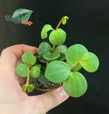 Magazoo Plante Peperomia 'Hope' | Pourpier des Bois - 6 cm