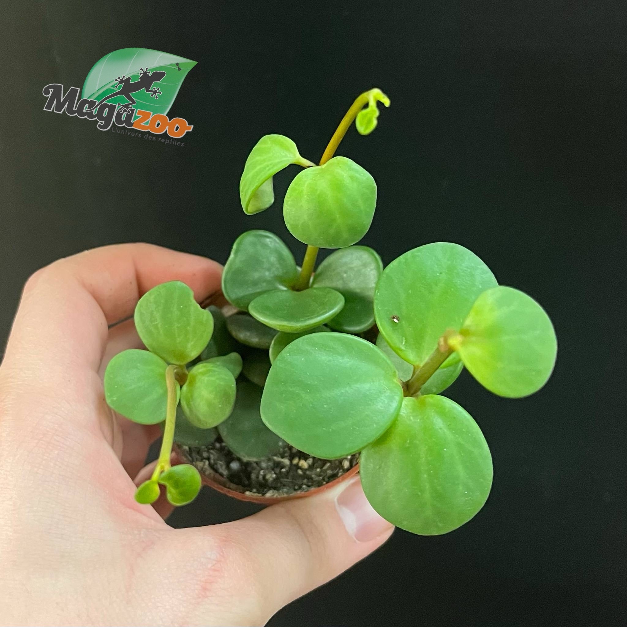 Magazoo Peperomia Plant 'Hope' | Pourpier des Bois - 6 cm