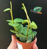 Magazoo Plante Peperomia 'Hope' | Pourpier des Bois - 6 cm