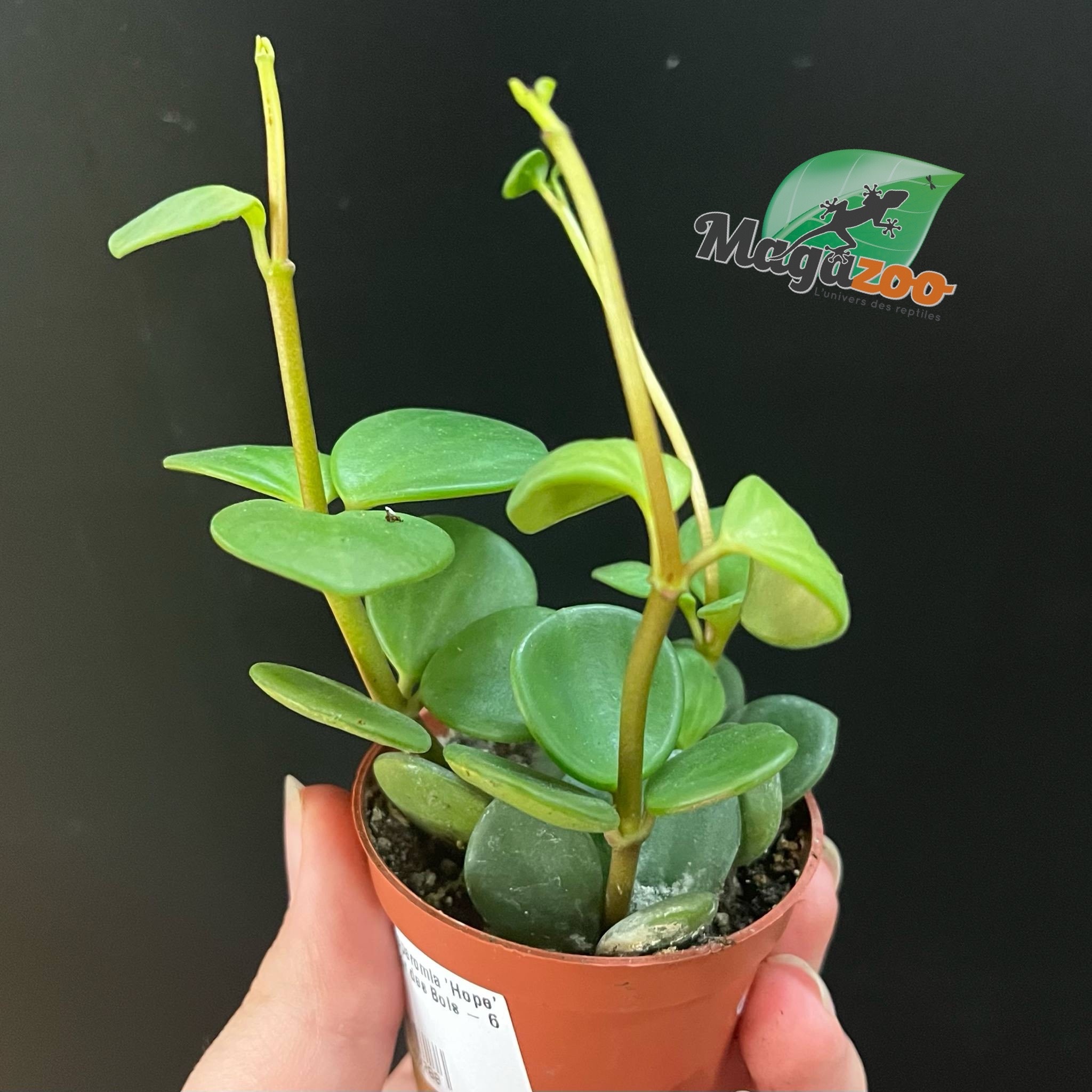 Magazoo Peperomia Plant 'Hope' | Pourpier des Bois - 6 cm