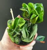 Magazoo Plante Hoya Carnosa 'Compacta' | Hoya Hindu Rope - 6 cm