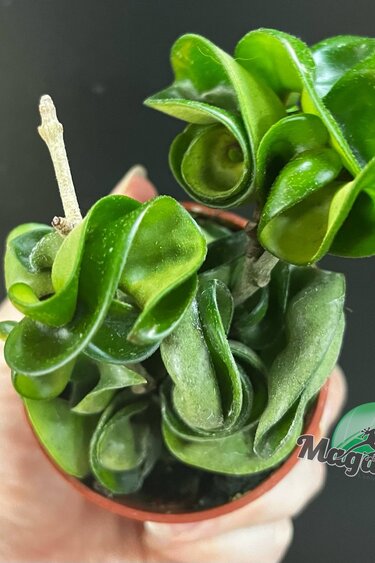 Magazoo Plante Hoya Carnosa 'Compacta' | Hoya Hindu Rope - 6 cm