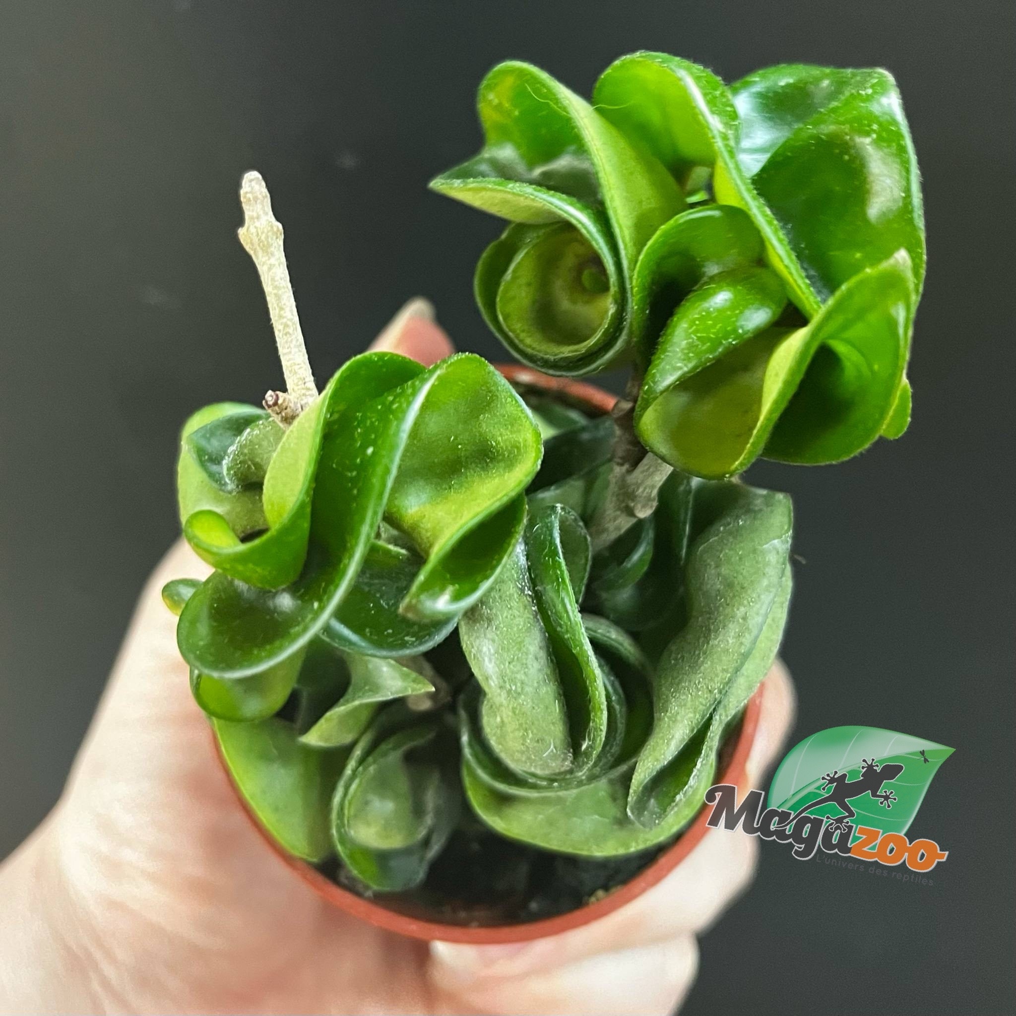 Magazoo Plante Hoya Carnosa 'Compacta' | Hoya Hindu Rope - 6 cm