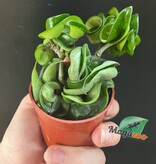 Magazoo Plante Hoya Carnosa 'Compacta' | Hoya Hindu Rope - 6 cm