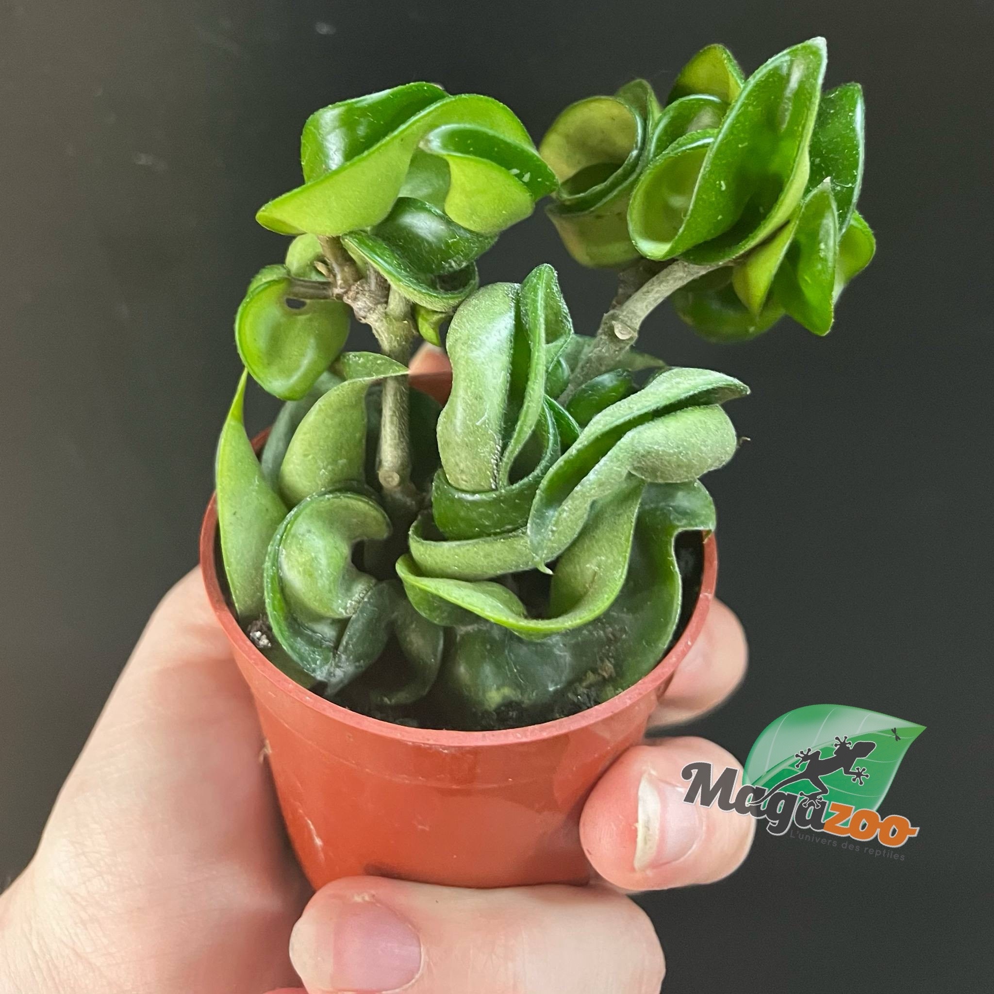 Magazoo Plante Hoya Carnosa 'Compacta' | Hoya Hindu Rope - 6 cm